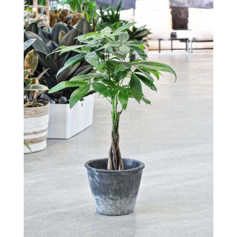 Pachira aquatica - pachira wodna