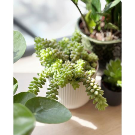 Sedum burrito - rozchodnik