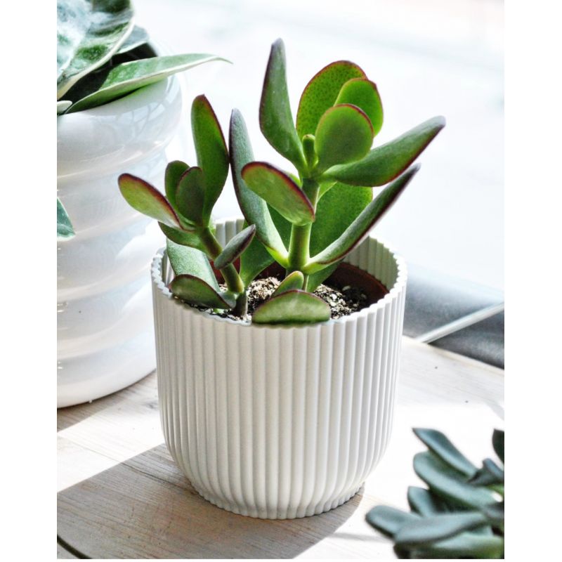 Crassula ovata - grubosz