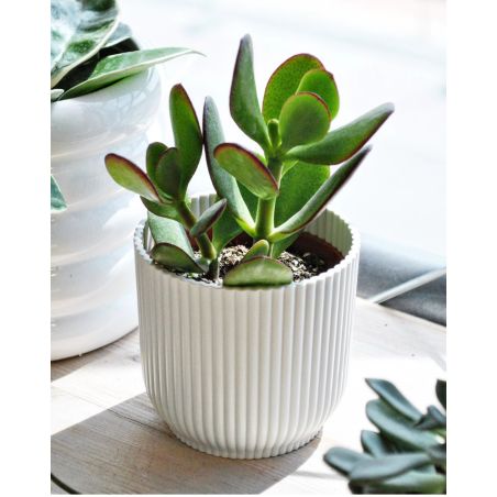 Crassula ovata - grubosz