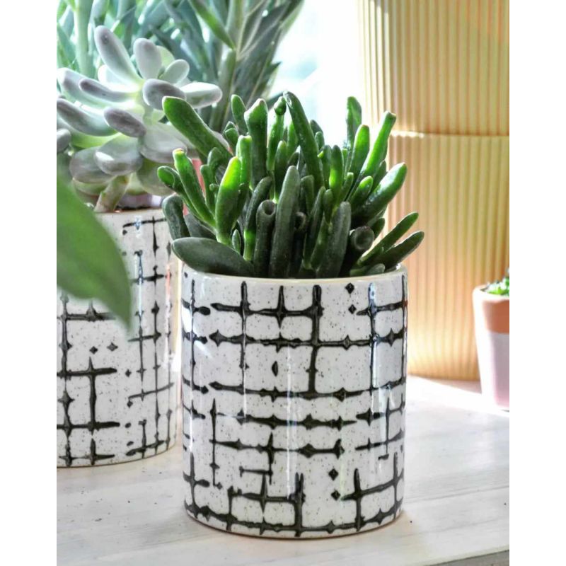 Crassula 'Hobbit' - grubosz