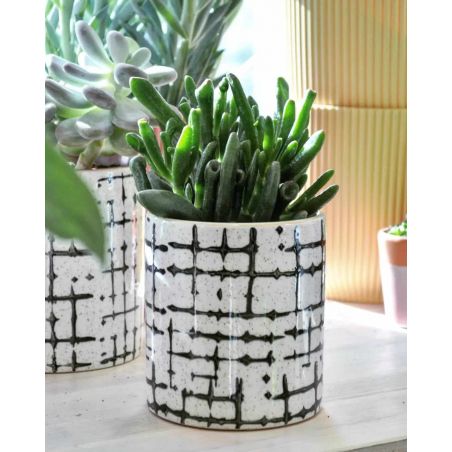 Crassula 'Hobbit' - grubosz