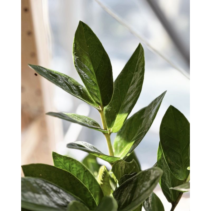 Zamioculcas zamiifolia - zamiokulkas zamiolistny