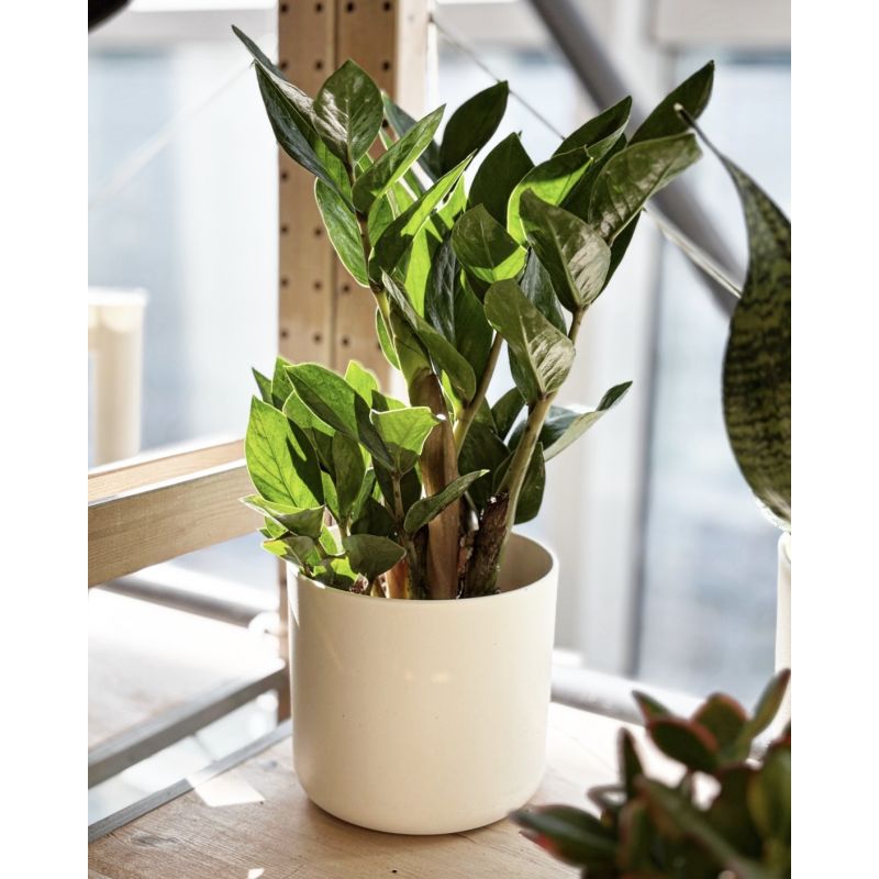 Zamioculcas zamiifolia - zamiokulkas zamiolistny