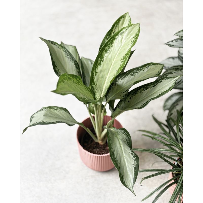 Aglaonema 'Cleopatra' - aglonema