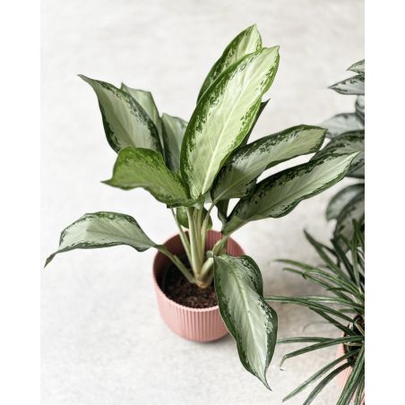 Aglaonema 'Cleopatra' - aglonema
