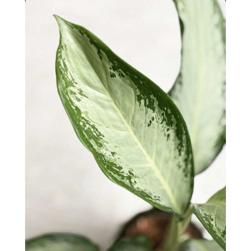Aglaonema 'Cleopatra' - aglonema