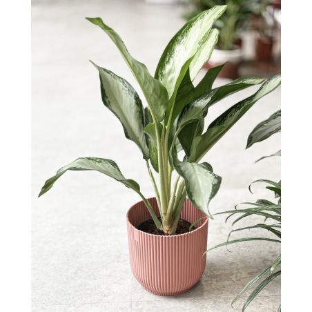 Aglaonema 'Cleopatra' - aglonema