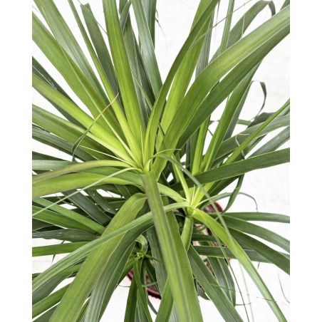 Beaucarnea recurvata - nolina odgięta