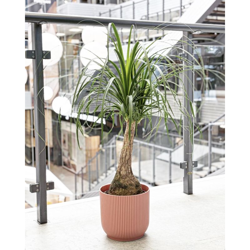 Beaucarnea recurvata - nolina odgięta