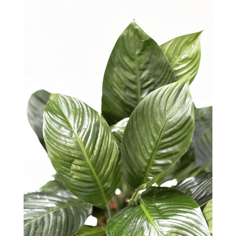 Spathiphyllum 'Isabella' - skrzydłokwiat