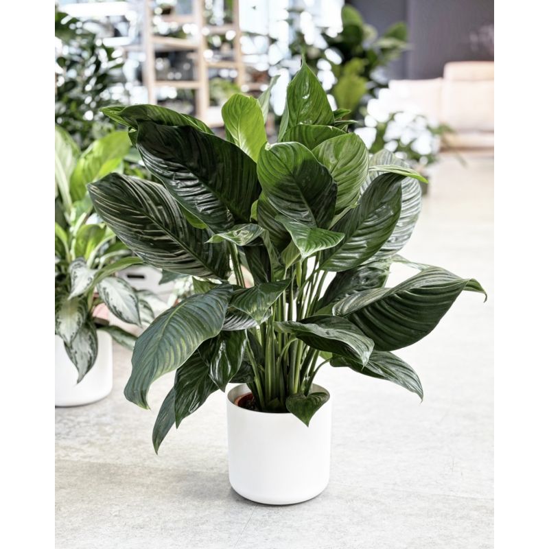 Spathiphyllum 'Isabella' - skrzydłokwiat