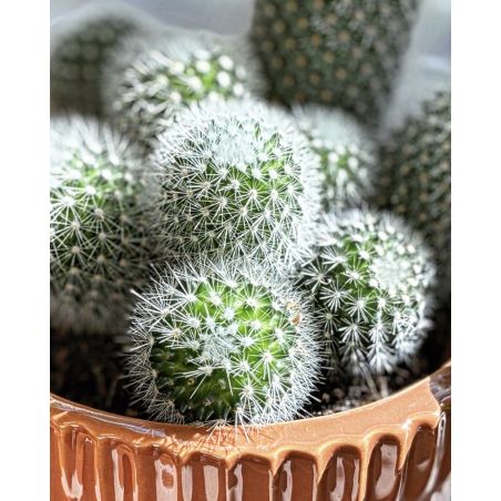 Mammilaria - kaktus