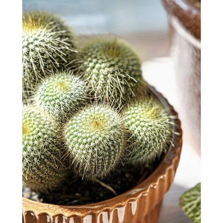 Eriocactus Notocactus leninghausii - kaktus