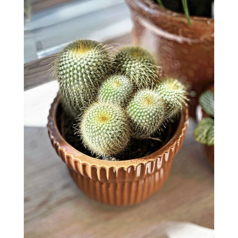 Eriocactus Notocactus leninghausii - kaktus