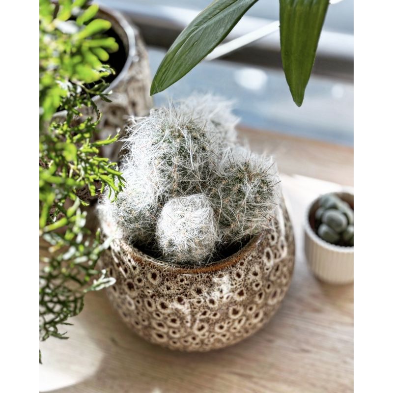 Oreocereus trollii - kaktus