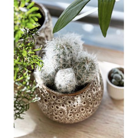 Oreocereus trollii - kaktus