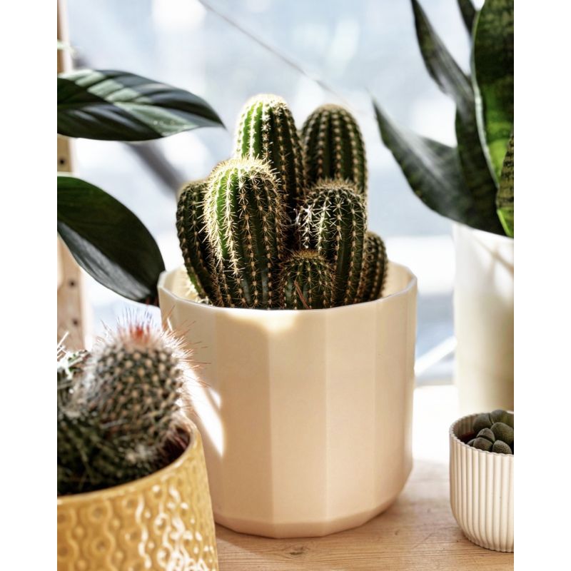 Echinopsis spachiana - kaktus