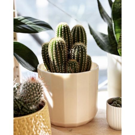 Echinopsis spachiana - kaktus