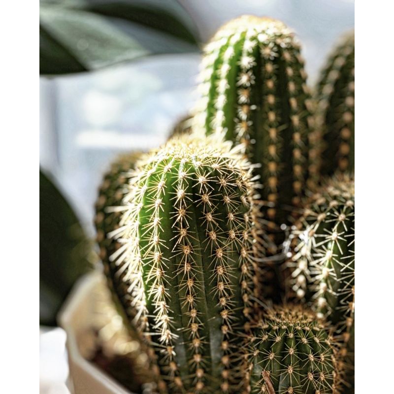 Echinopsis spachiana - kaktus