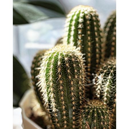 Echinopsis spachiana - kaktus