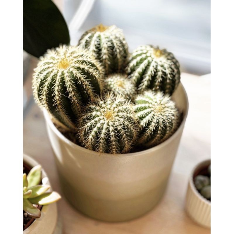 Eriocactus warasii - kaktus