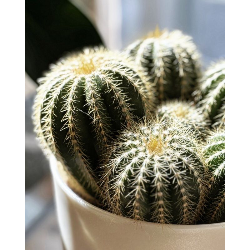 Eriocactus warasii - kaktus