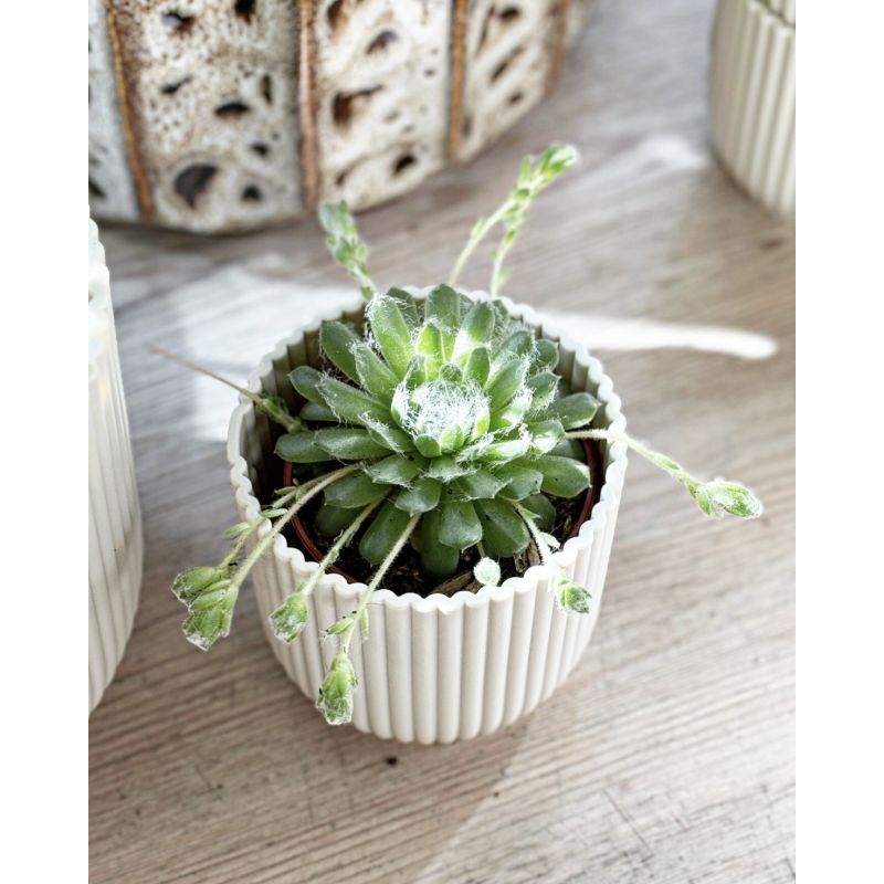 Sempervivum arachnoideum - rojnik pajęczynowaty