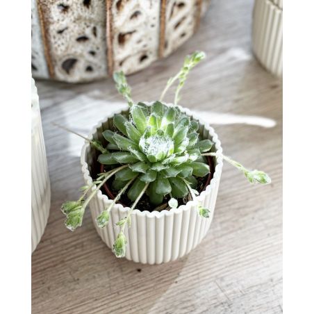 Sempervivum arachnoideum - rojnik pajęczynowaty