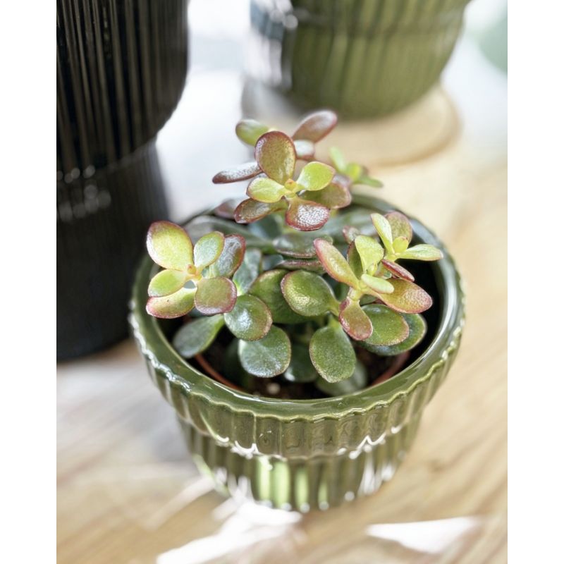 Crassula ovata 'Minor' - grubosz