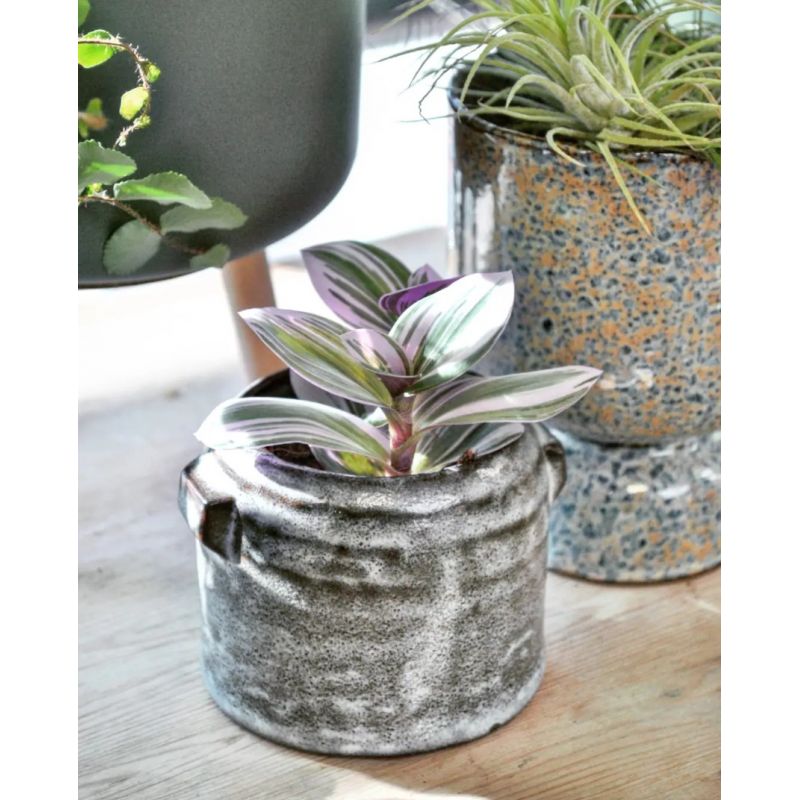 Tradescantia albiflora 'Nanouk' - trzykrotka