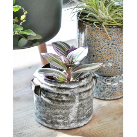 Tradescantia albiflora 'Nanouk' - trzykrotka