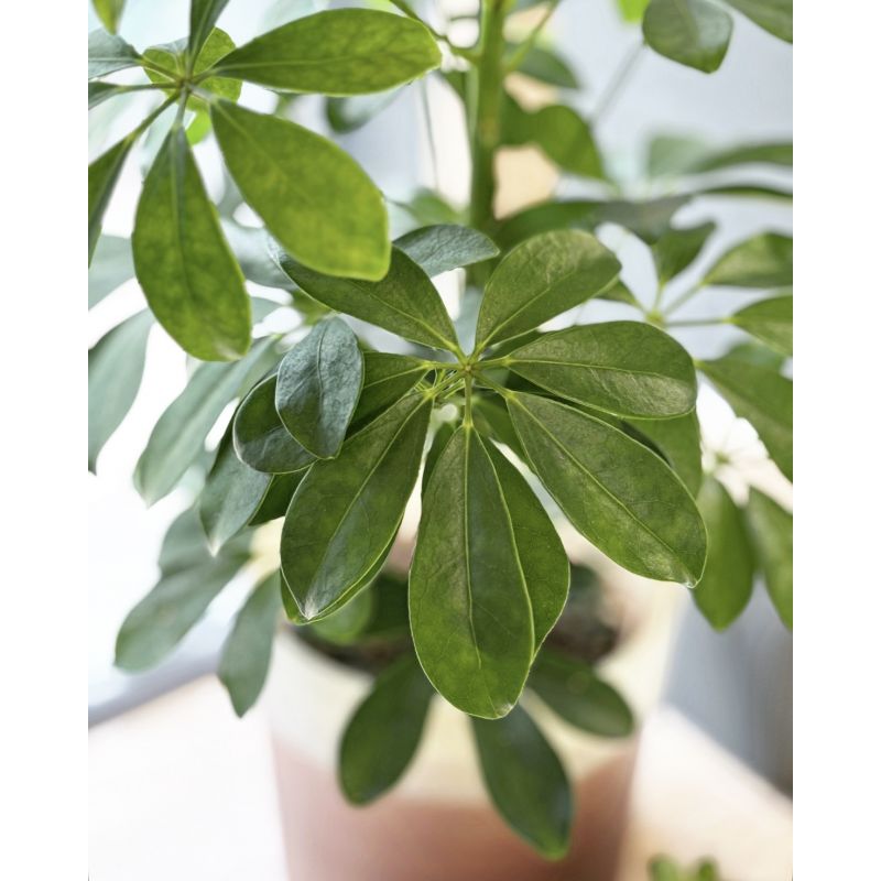 Schefflera arboricola 'Nora' - szeflera drzewkowata