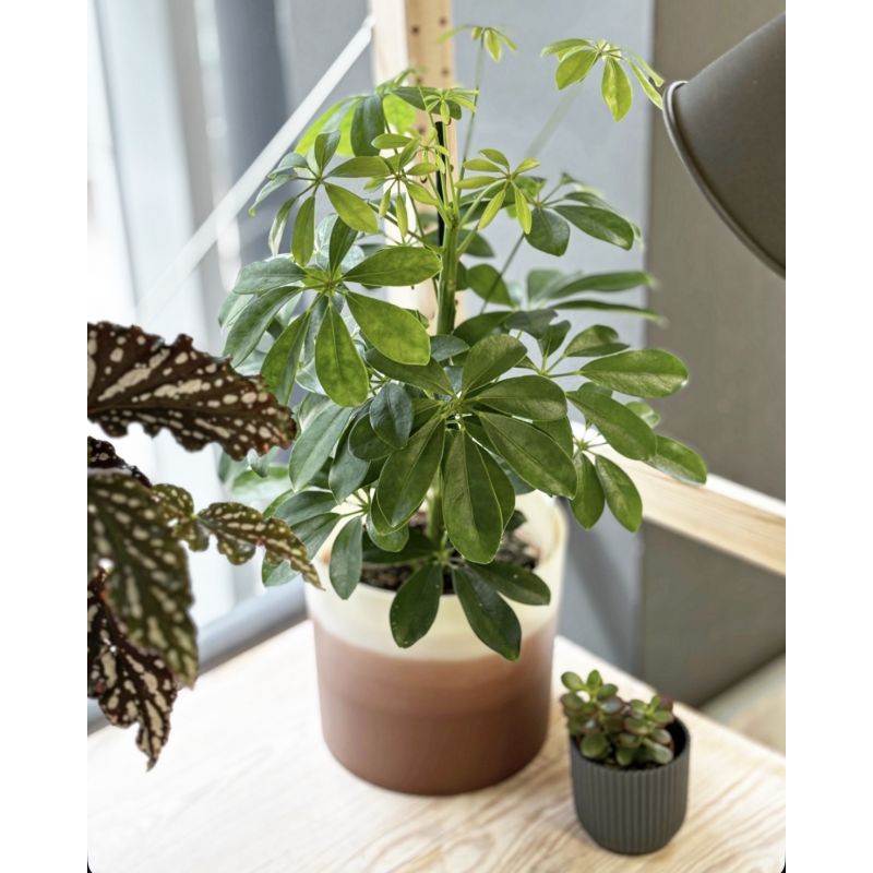 Schefflera arboricola 'Nora' - szeflera drzewkowata