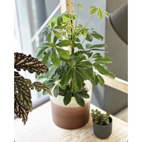 Schefflera arboricola 'Nora' - szeflera drzewkowata