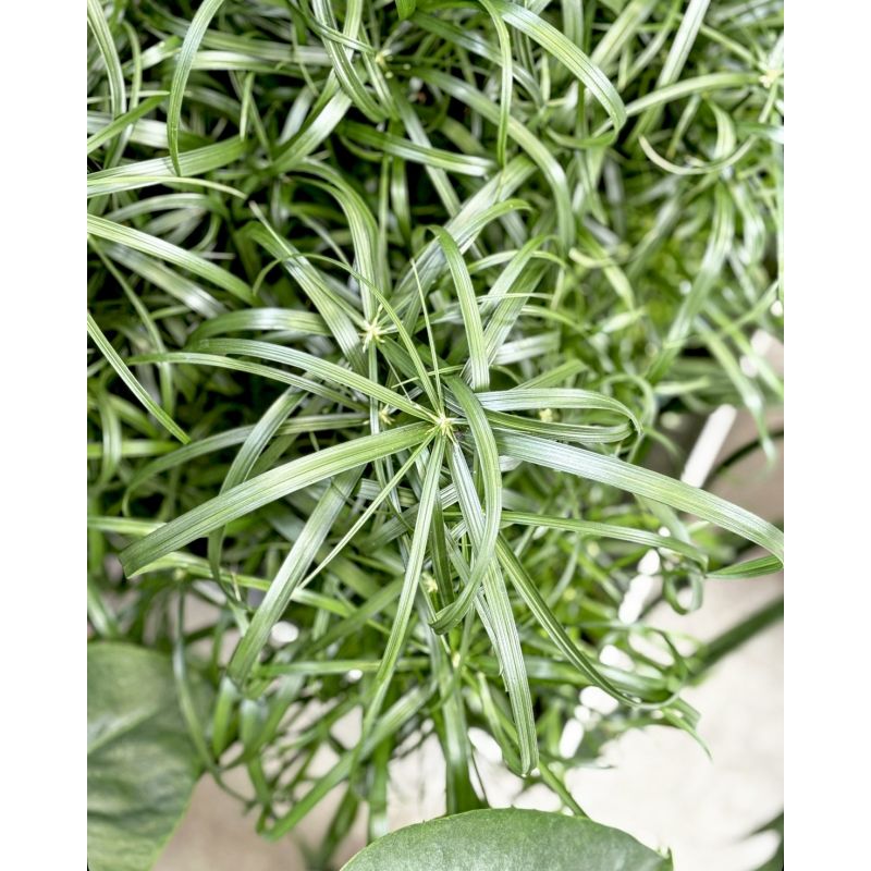 Cyperus alternifolius - papirus