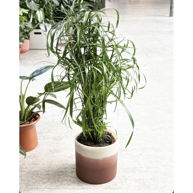 Cyperus alternifolius - papirus