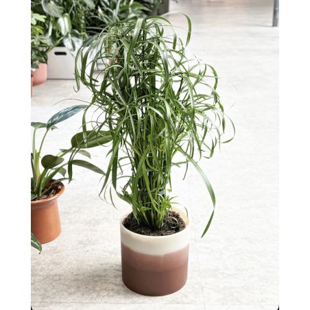 Cyperus alternifolius - papirus