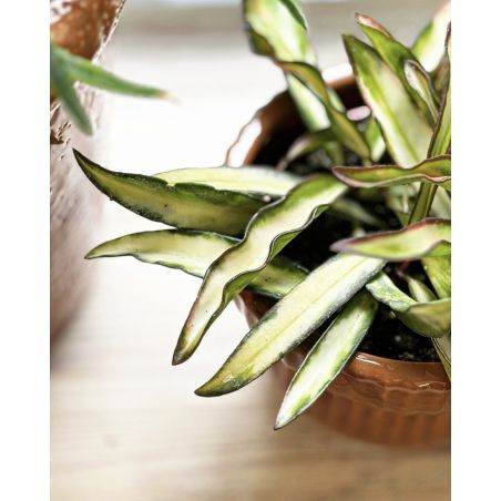 Hoya wayetii 'Tricolor' - hoja