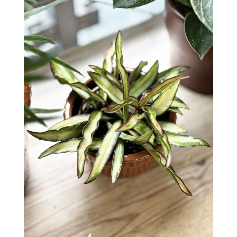 Hoya wayetii 'Tricolor' - hoja