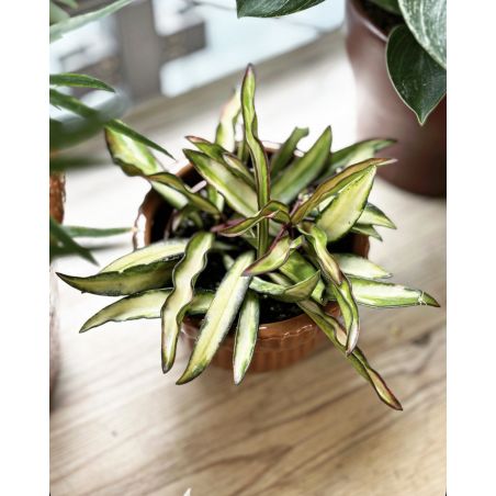 Hoya wayetii 'Tricolor' - hoja