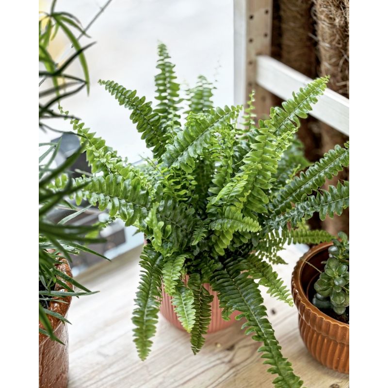 Nephrolepis exaltata 'Green Lady' - nefrolepis wyniosły