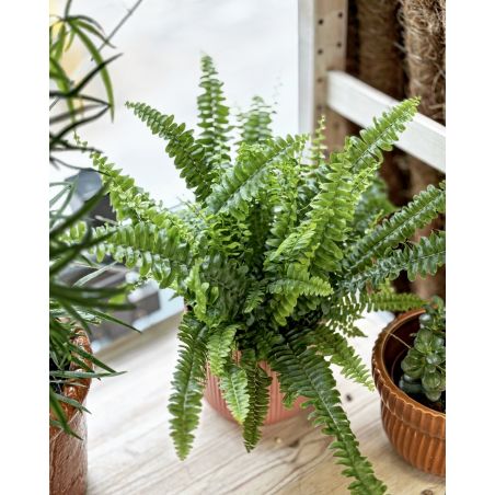 Nephrolepis exaltata 'Green Lady' - nefrolepis wyniosły