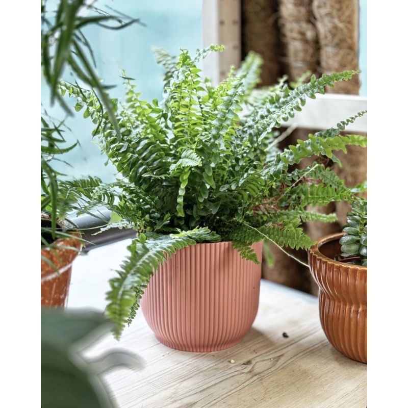 Nephrolepis exaltata 'Green Lady' - nefrolepis wyniosły