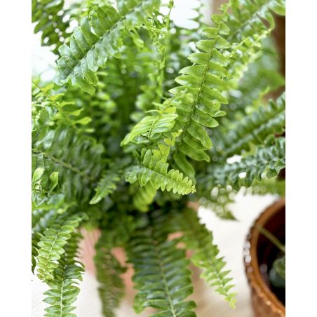 Nephrolepis exaltata 'Green Lady' - nefrolepis wyniosły