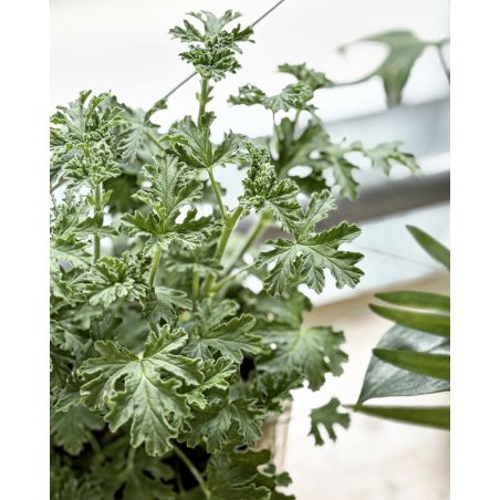 Pelargonium graveolens 'Isko Lemon' - geranium, anginka