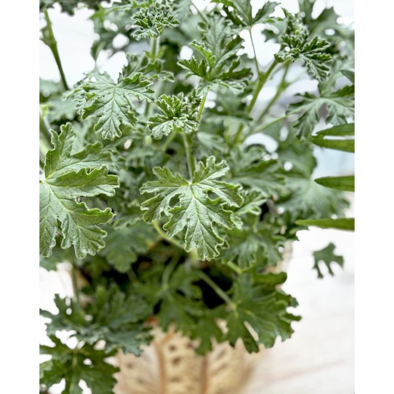 Pelargonium graveolens 'Isko Lemon' - geranium, anginka