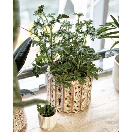 Pelargonium graveolens 'Isko Lemon' - geranium, anginka