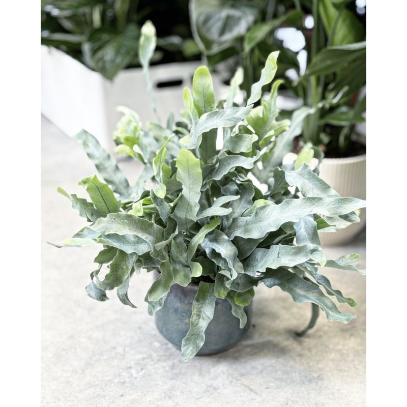 Phlebodium aureum 'Blue Star' - flebodium złociste