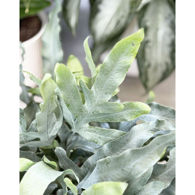Phlebodium aureum 'Blue Star' - flebodium złociste